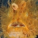 frogfish_hairy_kbrtk3_v_0438_sul6103.jpg